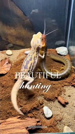 Deadly Centipede vs Leopard Gecko which wins?