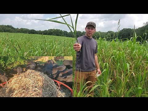 Sorghum Sudangrass for Hay. Everything to Know.