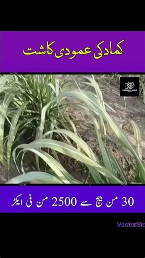 Low Seed High Yield Sugarcane | Vertical Farming Full Guide