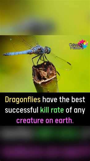 Top 3 Facts | Colors Of Nature