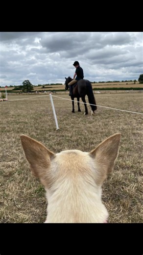Pony club day 4!! I'm exhausted and burnt!! Fab day at oxtalls 😍 #oxtalls #crosscountry #chihuahua #ponygirl #daughter