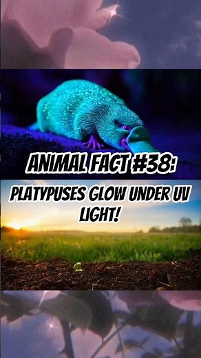 Animal Fact #38: Platypuses Glow Under UV Light!