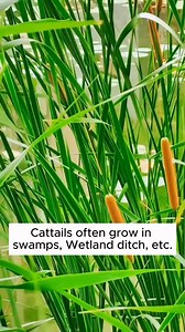 Reeds and their uses #gardening #gardentools #gardeningtools #tool #tools #gardeningmakemehappy #handtools #cooltools #satisfying #gardeners #gardeninspiration #gardening #trees #tree #treesofinstagram #treestreestrees #treestagram #gardeningtips | Home Gardening
