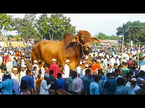 The 10 Biggest Bulls on Planet Earth