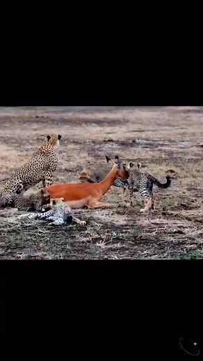 8.8K views · 84 reactions | A cheetah instructs her cubs on how to...