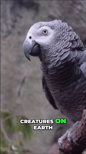Parrot Facts: Discover the Clever, Colorful World of Parrots! #shorts