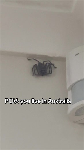 Spiders in Australia: A Relatable POV