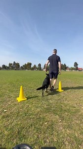 CONE DRILLS: RHEA Dogs are highly intelligent mammals. Getting them off the couch and using their problem solving abilities is an essential part of developing a dog and optimising their well-being (mental health). Training is a powerful tool. Keeping sessions dynamic and fun is key. Take a repetitive, mechanically simple skill like a recall and turn it into a game. By doing this we create associations between fun skills, making the recall more interesting and consequently stronger. #gsd #working