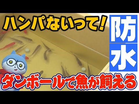 【驚異の耐水性】魚も住める？！防水ダンボール「たもっちゃん」をご紹介！