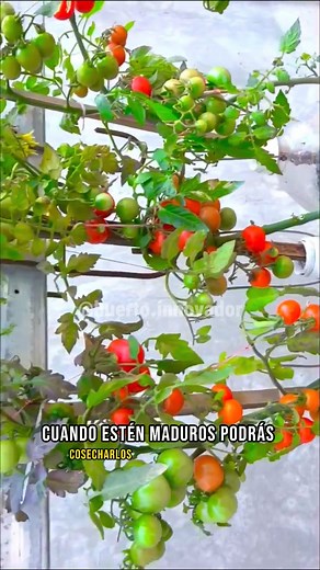 1.4M views · 10K reactions | ☺️ ¿Quieres aprender a tener un huerto...