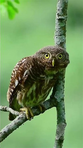 🌎 The Most Amazing Amazon Animals You'll Ever See!
