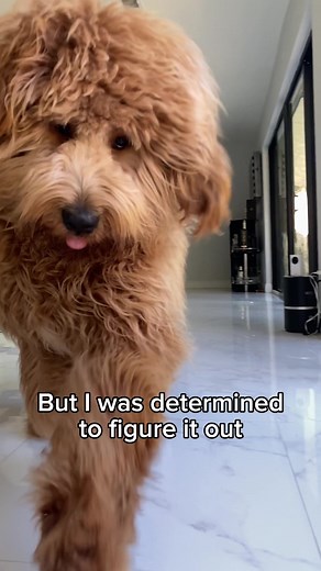 Brodie & I: Transforming Dog Grooming with Floof Tutorial & Grooming Tips