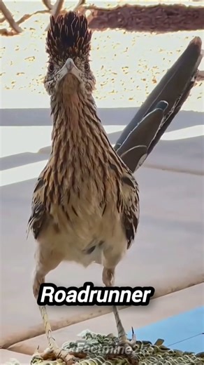road runner bird speed #facts