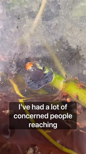 Dustin | Many Concerned people reached out! #fyp #terrarium #animals #pet #dartfrog | Instagram