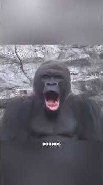 How Strong Are Gorillas Compared to Humans?