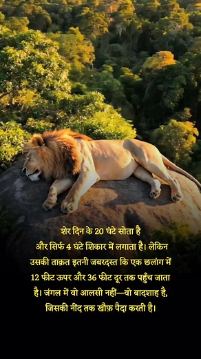 4.2M views · 10K reactions | The king sleeps more, hunts less—yet rules the wild. #Factshunter #LionFact #WildKing #NaturePower | Entertainment king | Facebook