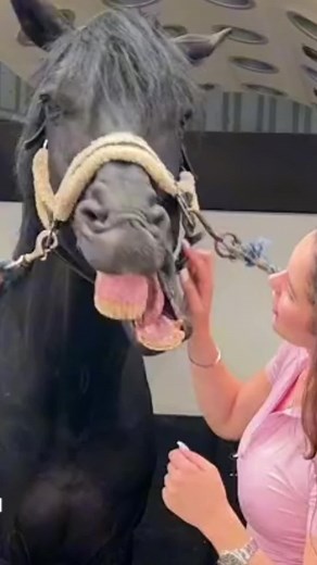 Ruby May (@ruby..may..equestrian)’s videos with Funny Song - Sounds Reel & Funny Song Studio & Thomas Hewitt Jones