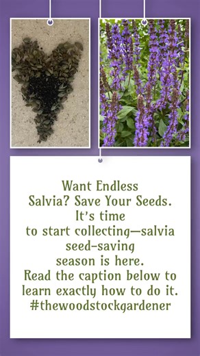 Salvia is one of the easiest plants to grow—and even easier to collect seed from. If you’ve got a variety you love, here’s how to save seeds and grow it again next year (for free). How to Save Salvia Seeds: 1.Let the Flowers FadeDon’t deadhead just yet. Allow some flower spikes to dry out completely on the plant. The seed heads will turn brown and crispy. 2.Harvest at the Right TimeOnce the calyx (the part that held the bloom) is dry and brittle, gently rub it between your fingers. You’ll find t
