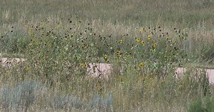 Prolific grasses and weeds, now drying and a fire risk