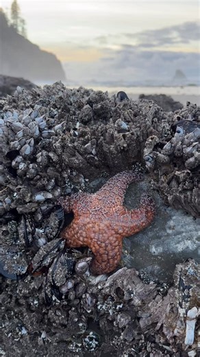 Your daily dose of Oregon Coast therapy from our recent low tide evenings & the Tillamook Coast. Salty Raven stores are open 11-5 everyday. Tillamook * Cannon Beach * Astoria Saltyraven.net (Order by Dec 17th for East coast Holiday shipments) #tillamook #tillamookcoast #oregon #oregoncoast #seastar #nature #natureartist #bestoforegon #bestoforegoncoast #pnw #oregonartist #saltyraven #saltyravencannonbeach #saltyravenastoria | Salty Raven