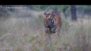 1.1K views · 27 reactions | Tadoba Andhari Tiger Reserve has 65 new...