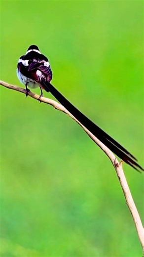 The male Pin-tailed Whydah turns breeding season into a runway show. A sleek black-and-white body is dramatic enough — but then comes the tail. Long, ribbon-like feathers stream far behind him, flowing and flicking as he flutters above grasslands. In display flight, he rises and drops slowly, tail trailing like living calligraphy in the air. Elegant. Extravagant. Impossible to ignore. 🖤🐦✨ #birdphotography #reelsinstagram #reelsvideo #birdlovers #naturephotography✈️ | Beautifuloversland