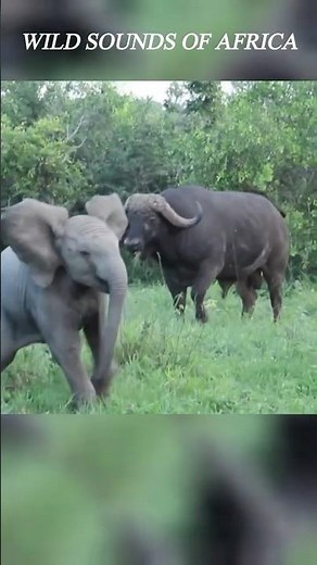 Scared Baby Elephant Screaming – Trumpeting Sounds – Wild Animal Sound #shorts #wildlife