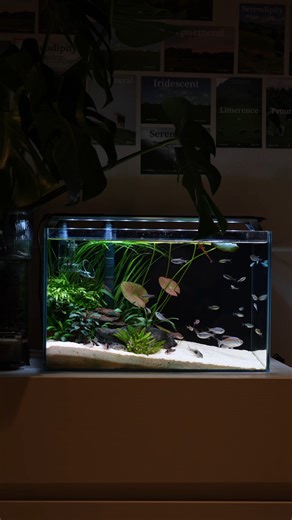 A&Aqua Pro on Instagram: "Update Aquarium Status#fishkeeper #AquaLover #reelsfacebook #reelsinstagram😍 #fishtank #aquariumsupplies #aquariumlife #aquarium #aquascape"