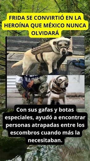 Frida, la perrita que salvó vidas y conquistó millones de corazones