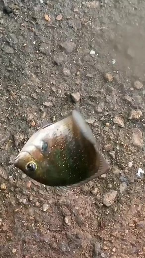 1.3M views · 9.7K reactions | ഈ ഫീഡില്‍ കരിമീന്‍ ചാകര #fish #fishing #fishingvideos | Real Life Anglers | Facebook