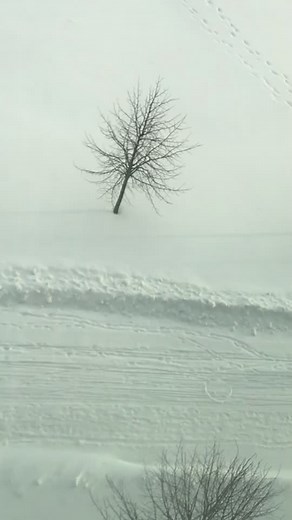 Come take a drive with us ❄️🤖 #starshiprobots #robot #wintermagic #driverslicense