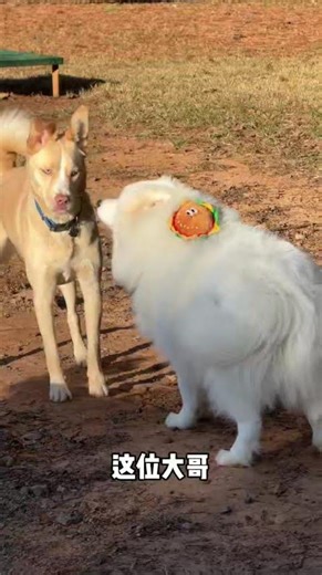 [Soso’s Vlog #100] Giveaway Alert! Getting Messy at the Dog Park & Fighting the Blow Dryer Boss! 🐶