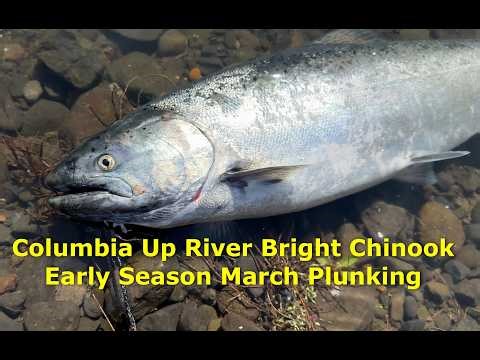 Plunking for Early Up river bright chinook salmon (How to)