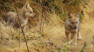 Wolf pups make their debut at Oakland Zoo
