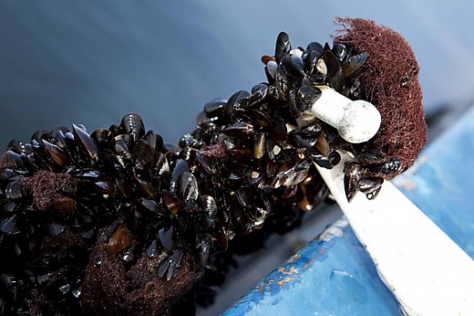 Baltic Blue Growth - Initiation of full scale mussel farming in the Baltic sea - Interreg Baltic Sea Region