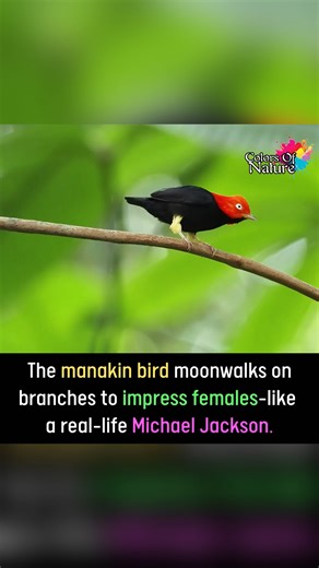 678K views · 22K reactions | Michael Jackson bird | Colors Of Nature | Facebook