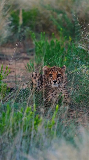 Staring contest Namibia 🇳🇦 #travel #namibia #cheetah #nature #cats