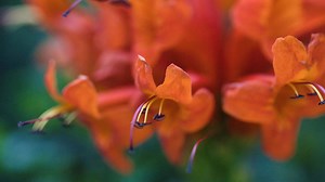 Cape Honeysuckle Bonsai Tree