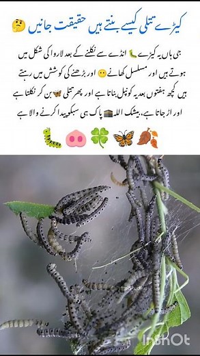 Caterpillar –Amazing Transformation Wildlife Animal #caterpillar #naturefacts #wildlife #shorts