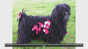 How to Properly Bathe Your Puli Dog: Step-by-Step Guide