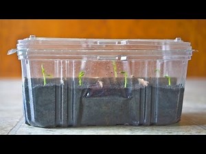 FREE Mini Greenhouse or Humidity Dome to Start Seeds