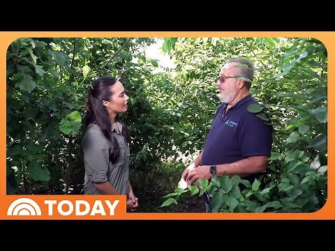 Why Microforests Are Being Planted in Urban Areas