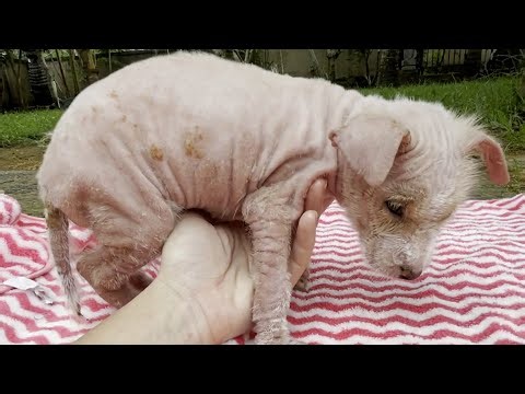 Rescued Pup Gets a Second Chance At Life | The Koala