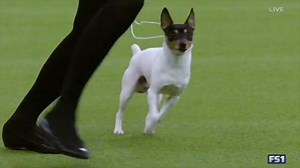 We are starting the weekend right by revealing the Toy Group judge and Toy Breed judges for the 145th Westminster Kennel Club Dog Show. Check back in tomorrow at 10 AM EST to find out who will be judging the Non-Sporting Group and Non-Sporting Breeds. See our website for more information: https://bit.ly/2021JudgingPanel | Westminster Kennel Club Dog Show