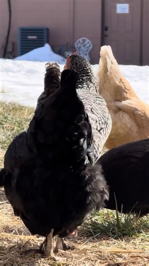 Chickens Love Classical Music (Their Favorite Composer Is Bach)