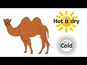 Adaptations Of Camels | Ecology & Environment | Biology | FuseSchool | Infozilla