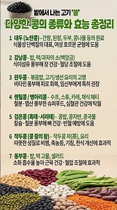 밭에서 나는 고기🌱 대두·검은콩·렌틸콩까지 다양한 콩의 종류와 효능 7가지 완벽 정리
