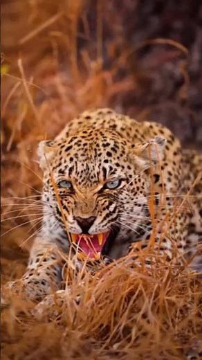 Leopard Snarling in Timbavati | Stunning African Leopard Sighting