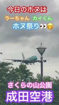 5/27 今日のホヌはラーちゃん カイくんおかえりなさい #shorts #成田空港 #成田空港ライブ #フライングホヌ #さくらの山公園 ##ラーちゃん #カイくん #loveflightjack