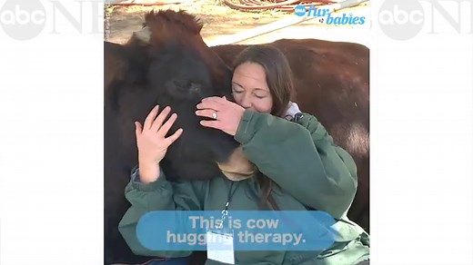 Would you try ‘cow hugging therapy’?
